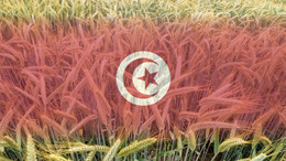 Bildmontage - Weizenfeld, auf das die tunesische Flagge projiziert wurde